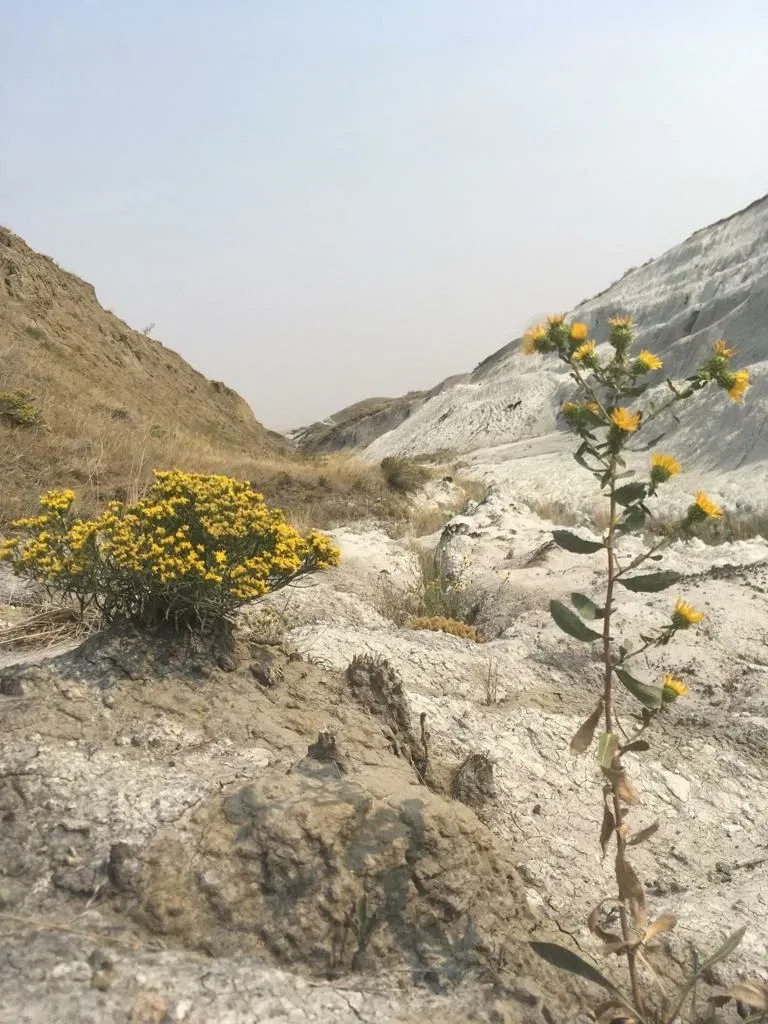 Briqueterie de Claybank