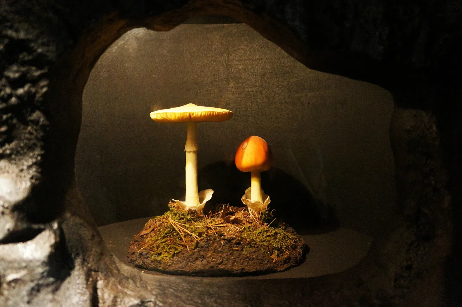 Nova Scotia Museum of Natural History