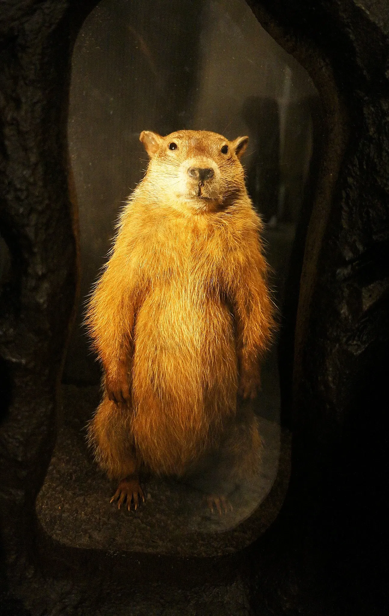 Nova Scotia Museum of Natural History