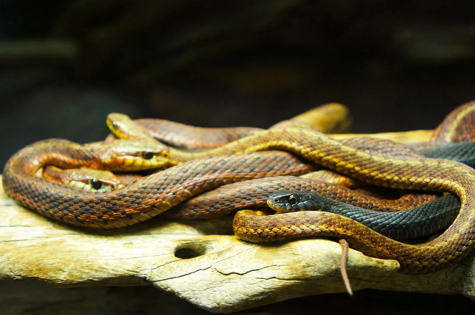 Nova Scotia Museum of Natural History
