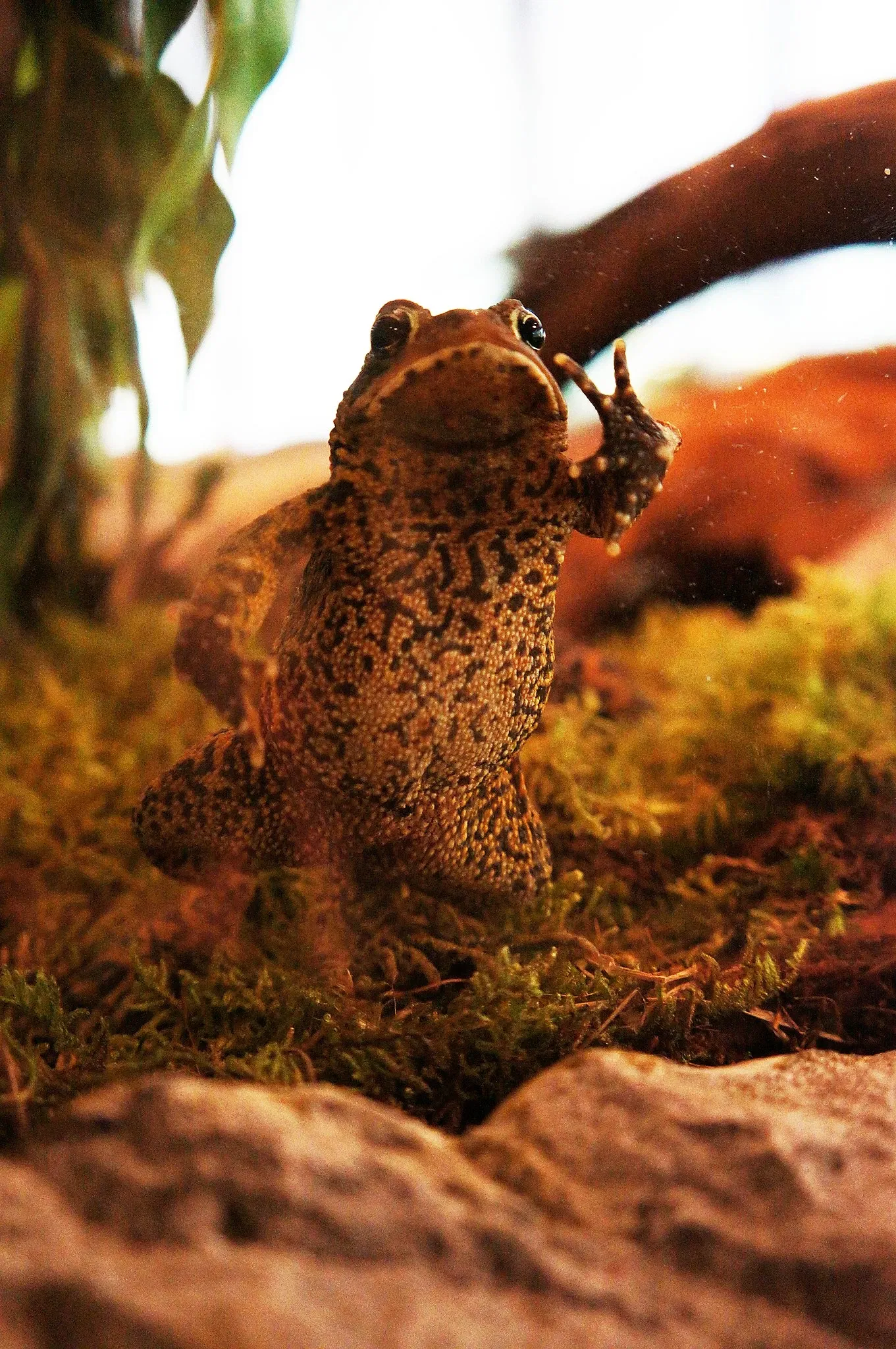 Nova Scotia Museum of Natural History