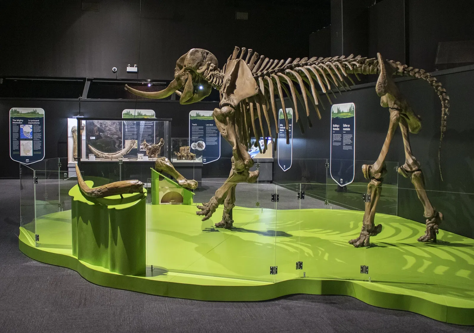 Museum of Natural History