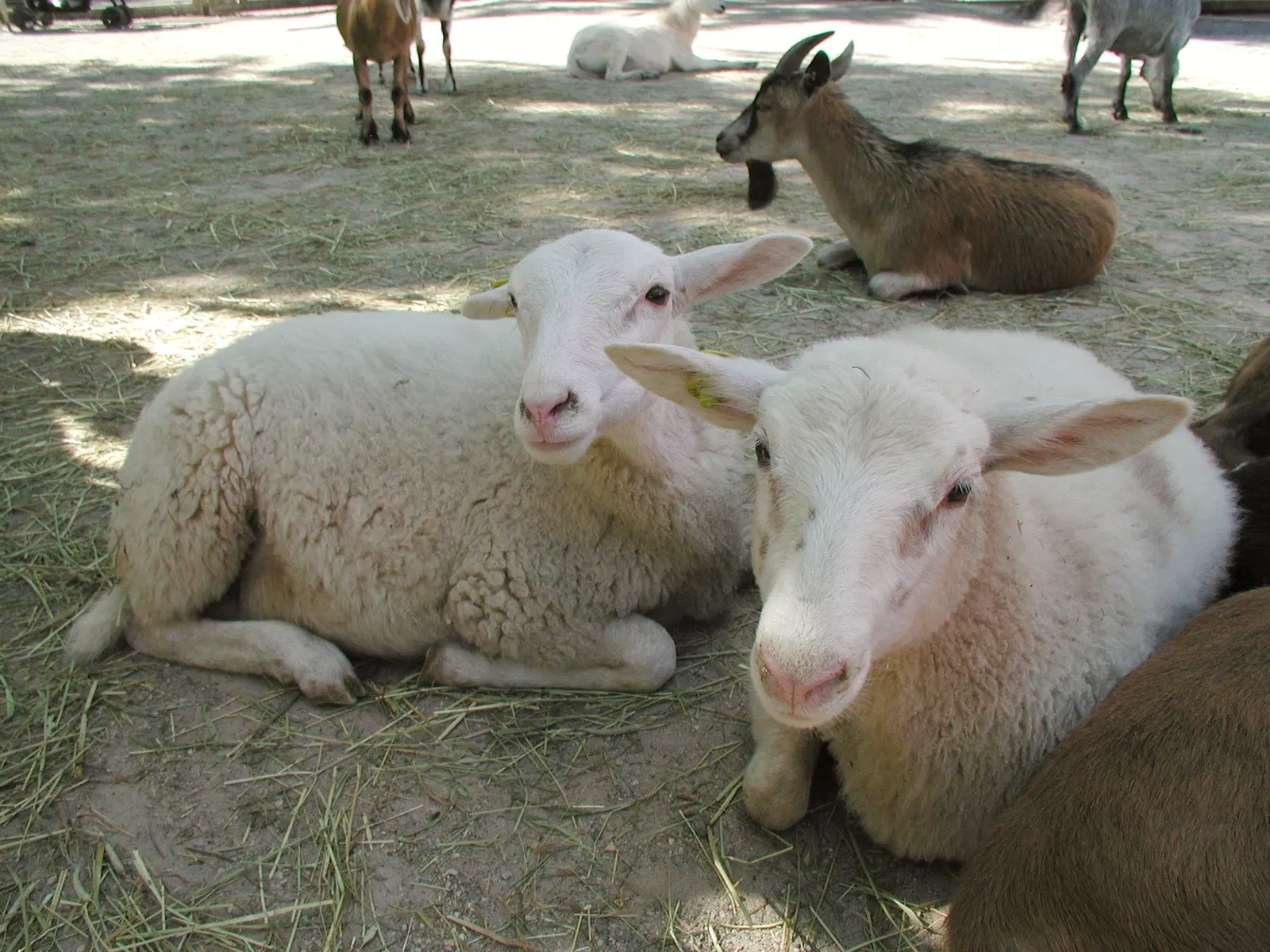 Zoológico de Granby