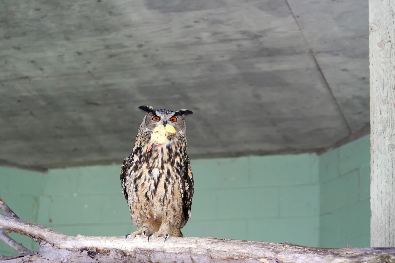 Zoológico de Granby
