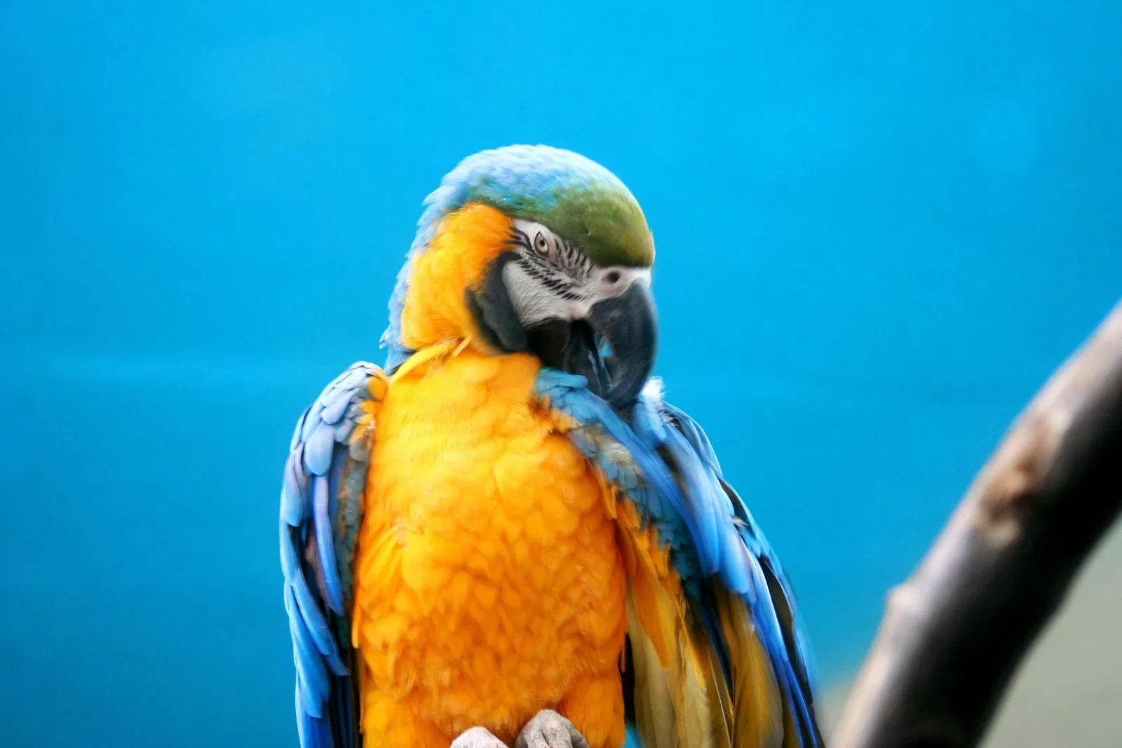 Zoológico de Granby