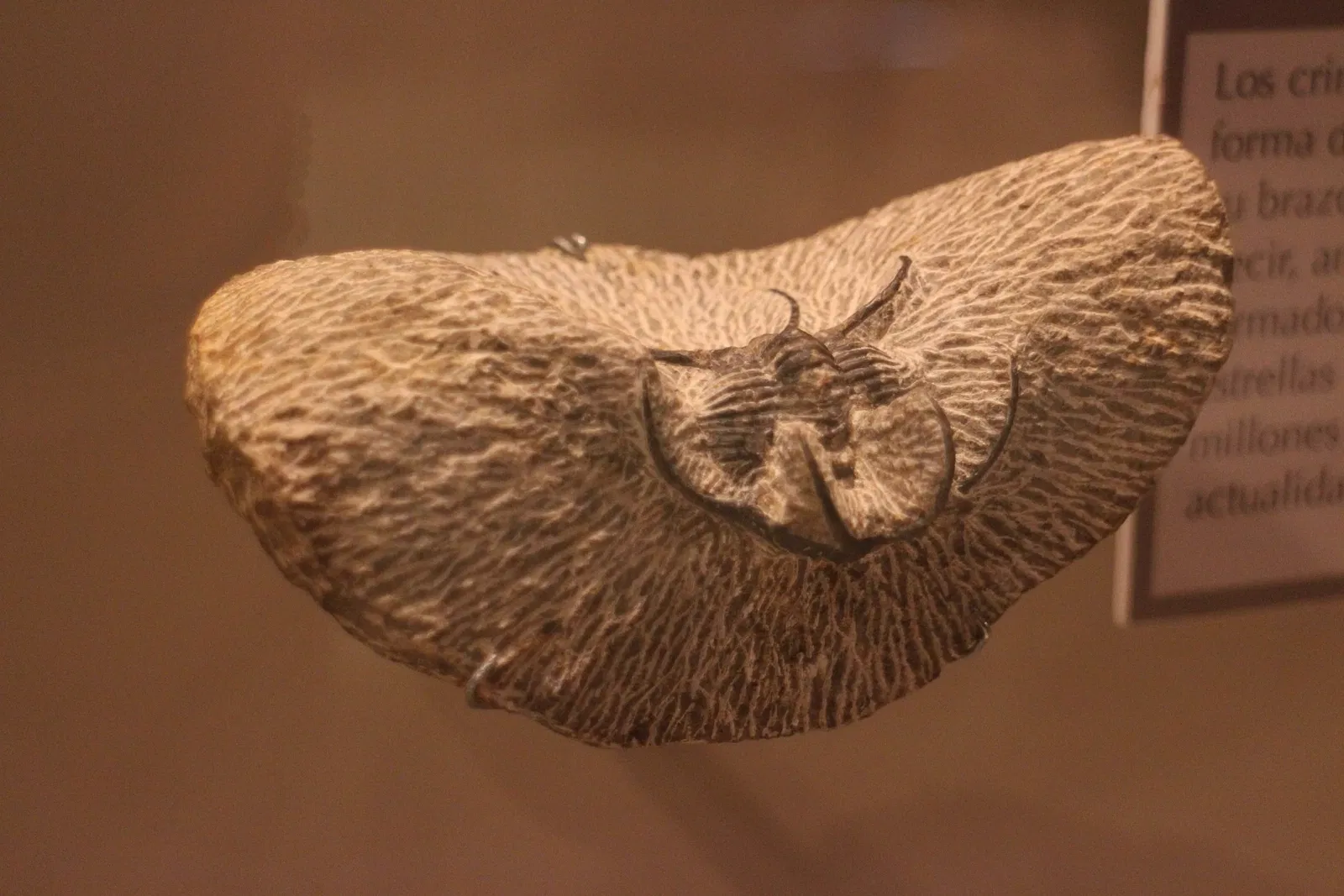 Gran Museo del Mundo Maya de Mérida