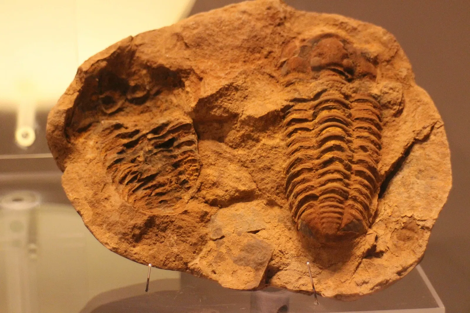 Gran Museo del Mundo Maya de Mérida