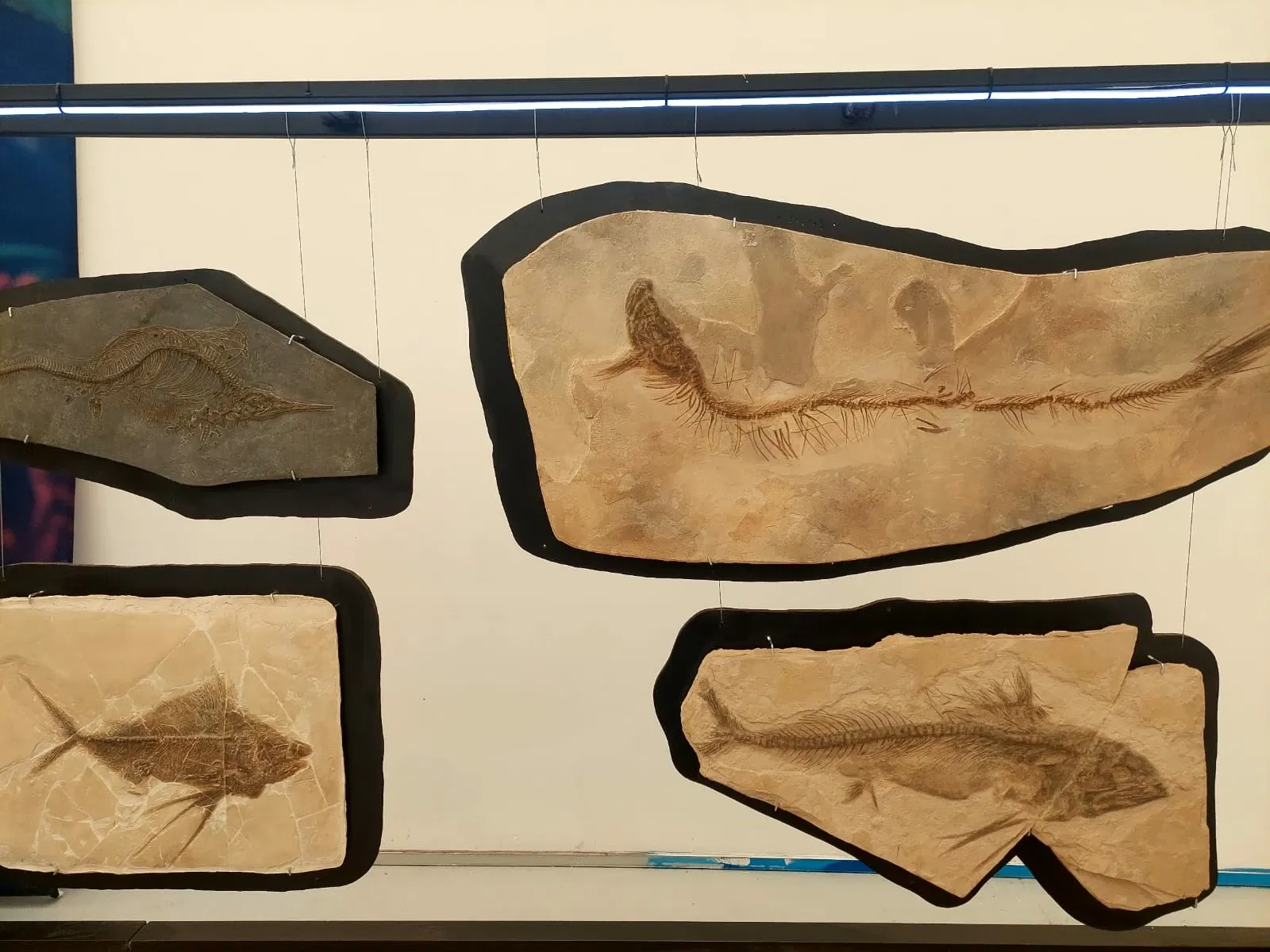 Discover Interactive Museum of Science and Technology