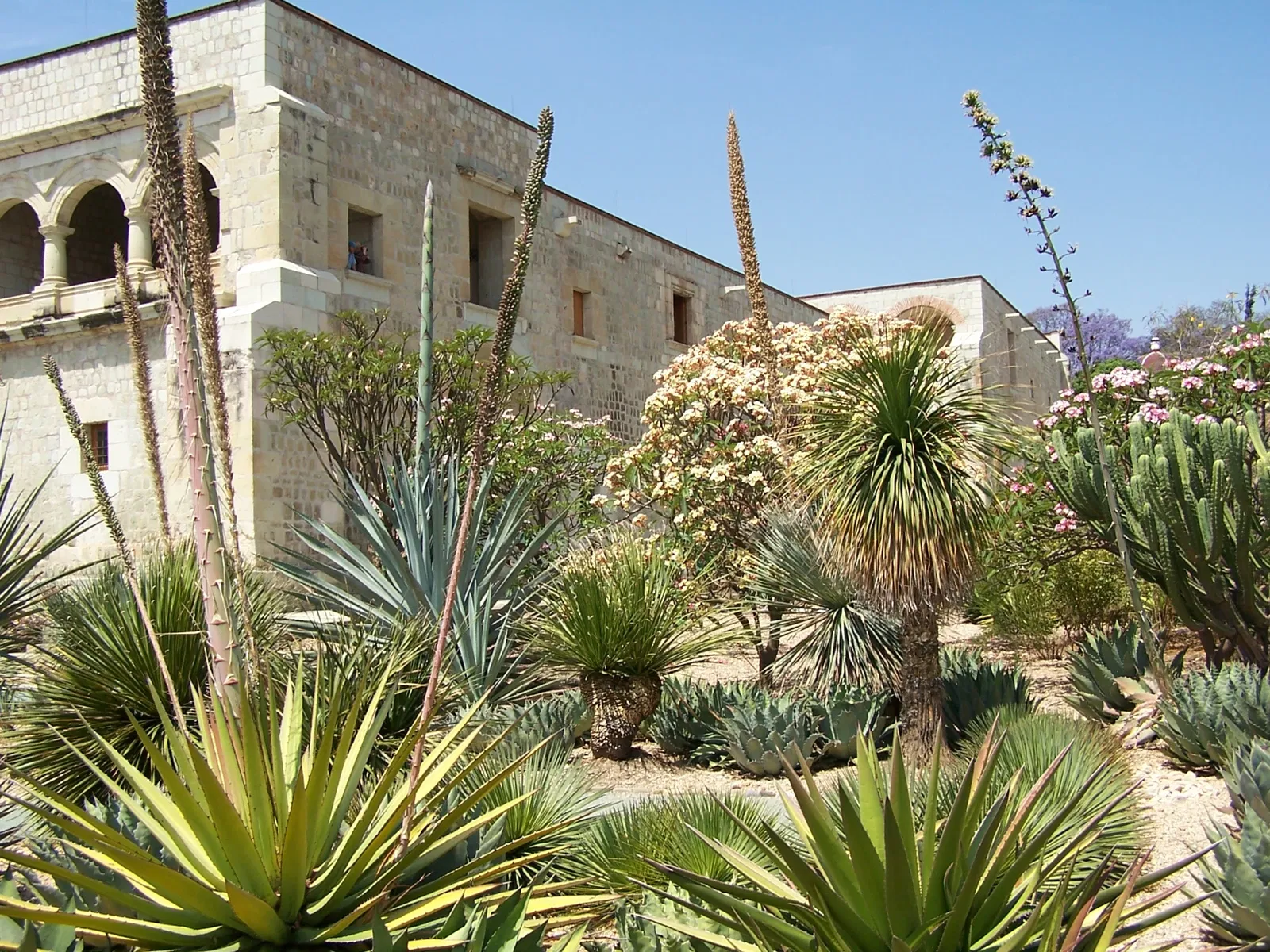 Jardín Etnobotánico de Oaxaca