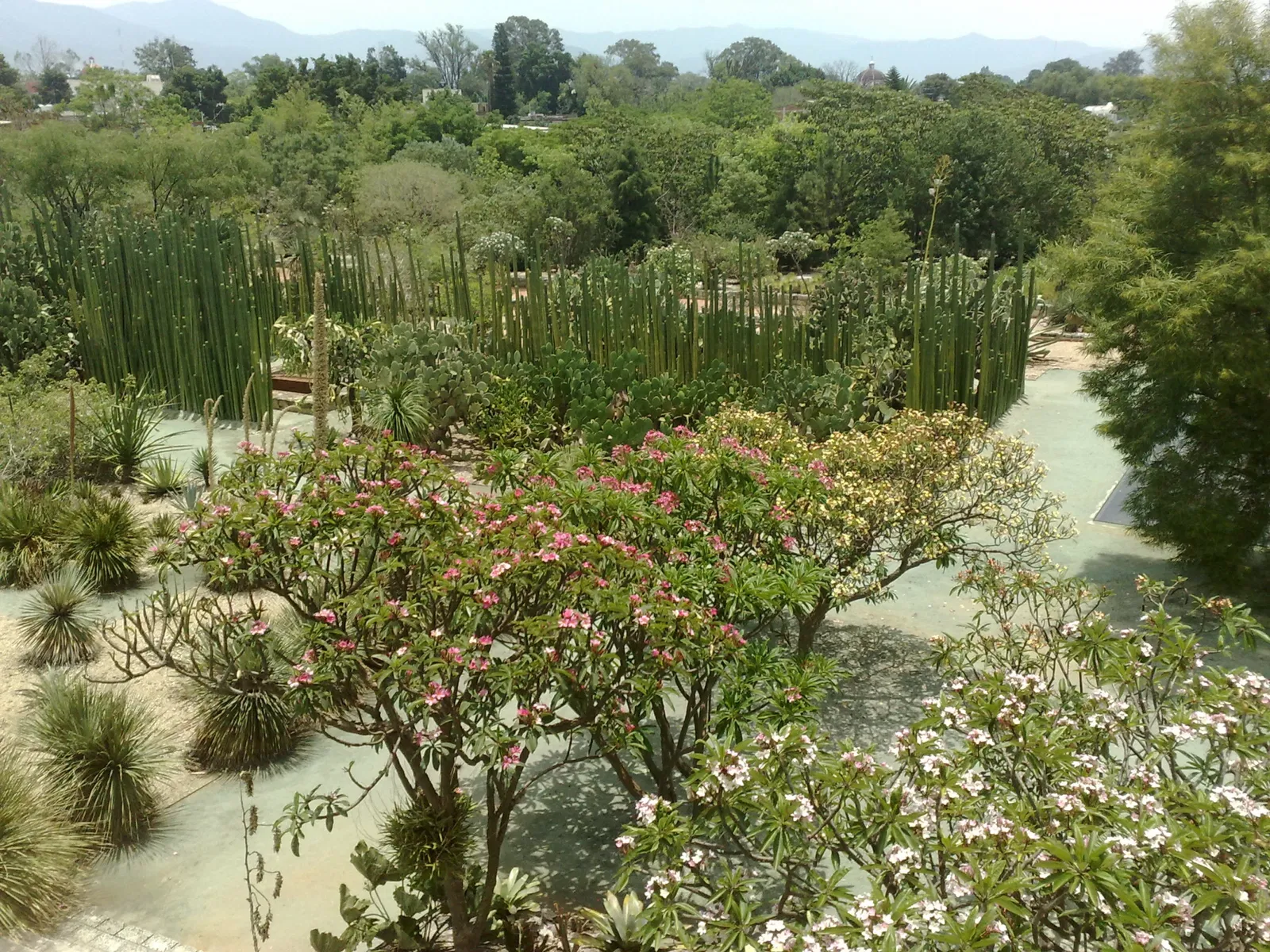 Jardín Etnobotánico de Oaxaca