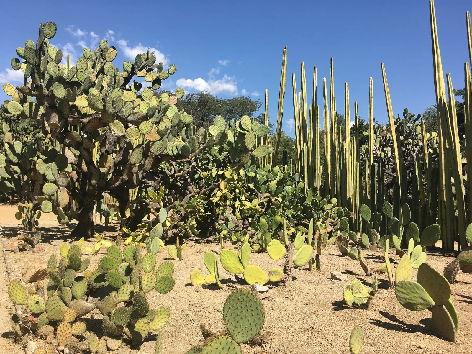 Ethnobotanical Garden