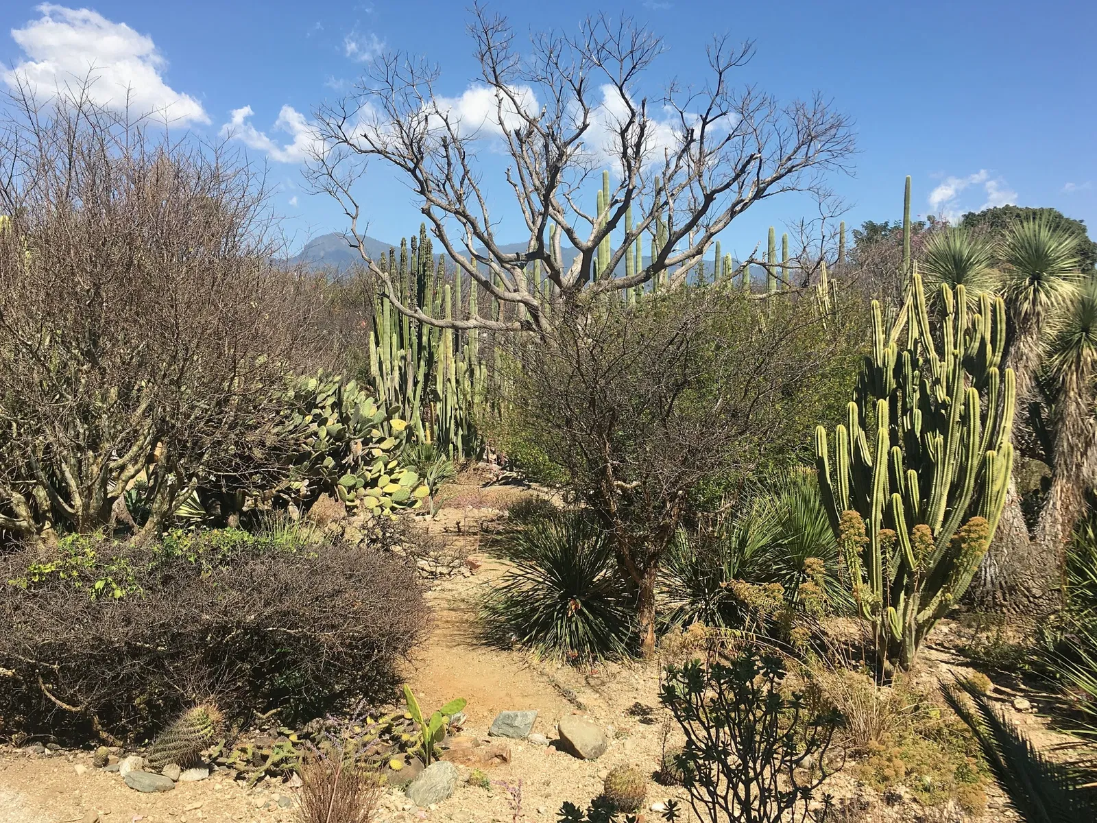 Ethnobotanical Garden