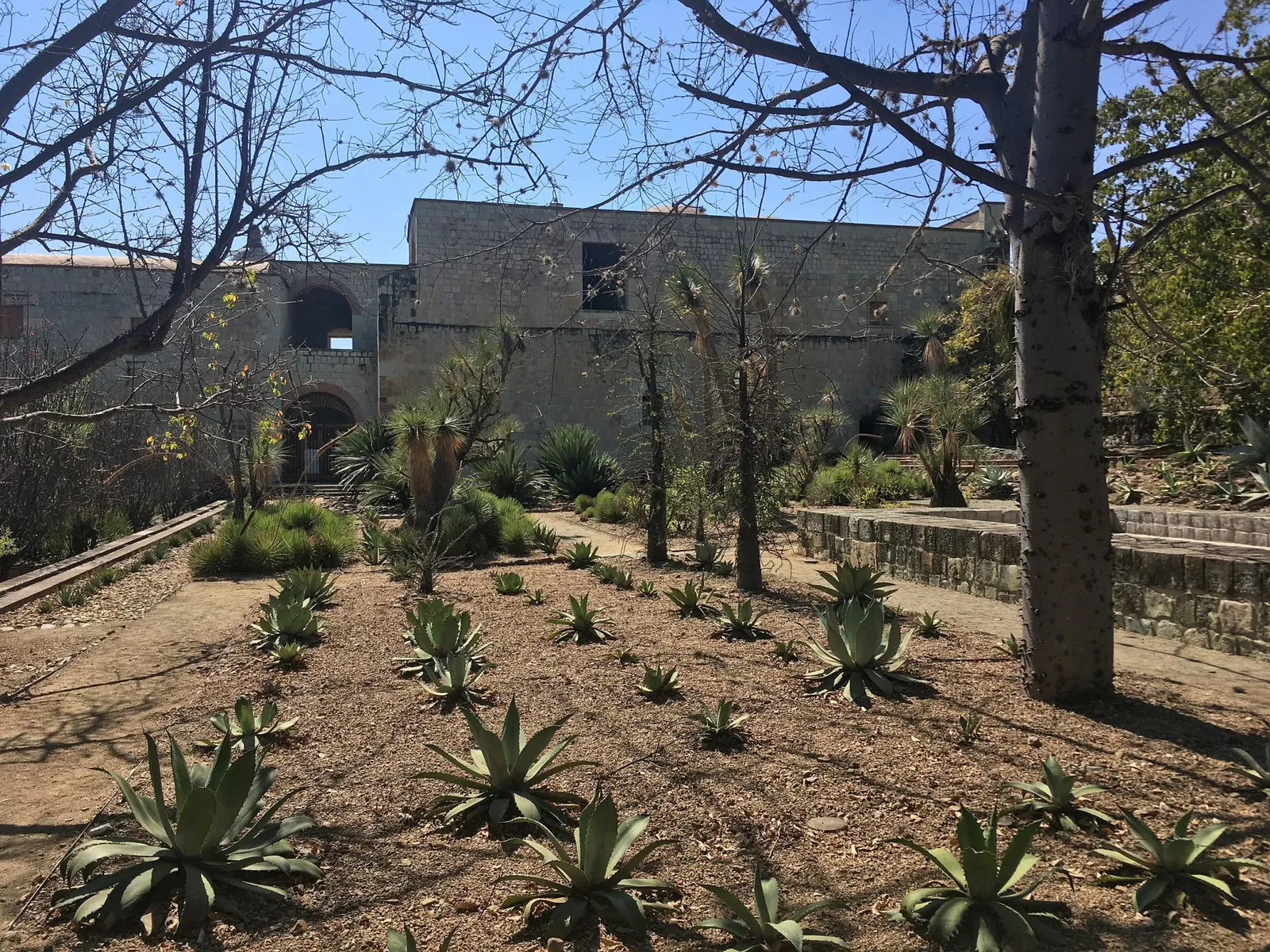 Jardín Etnobotánico de Oaxaca
