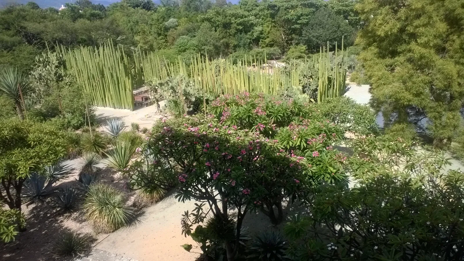 Jardín Etnobotánico de Oaxaca
