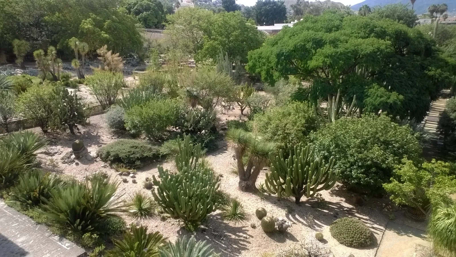 Jardín Etnobotánico de Oaxaca