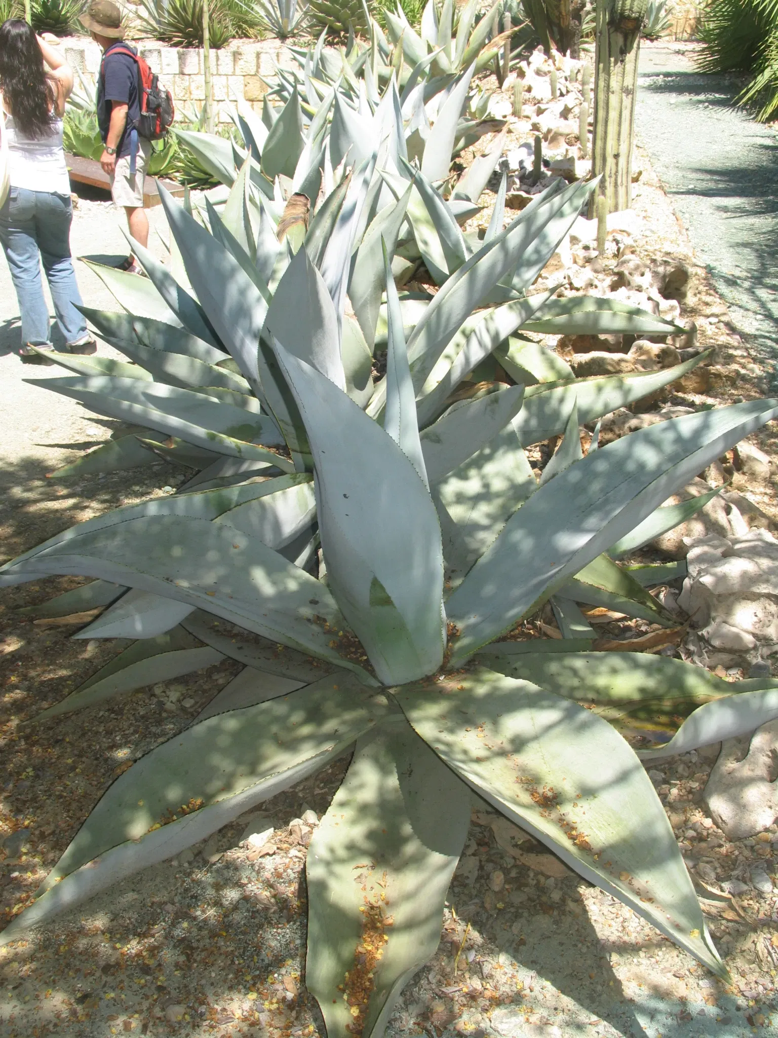 Ethnobotanical Garden