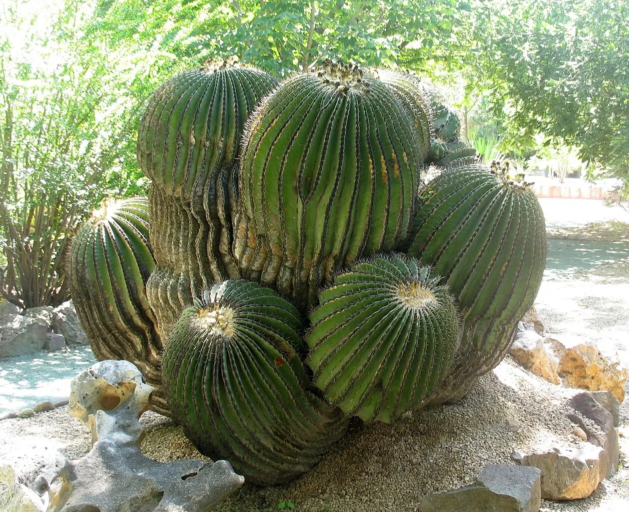 Ethnobotanical Garden