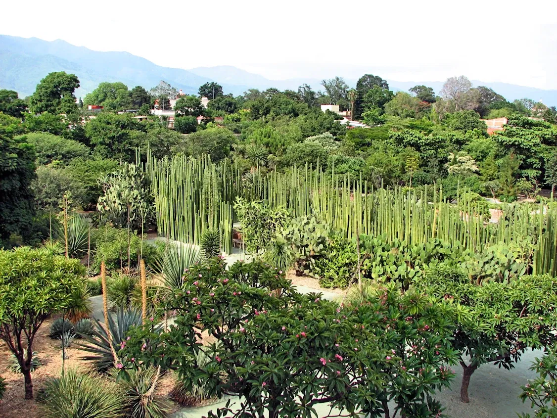 Jardín Etnobotánico de Oaxaca