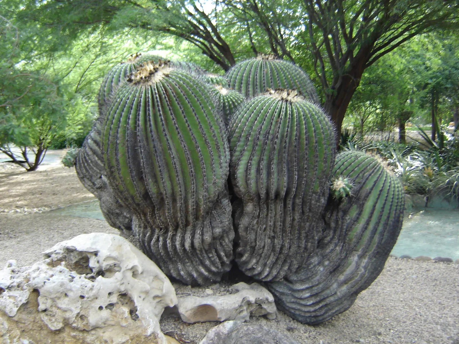 Ethnobotanical Garden