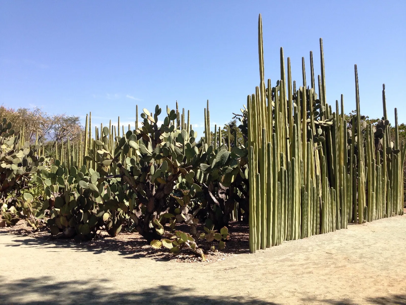 Ethnobotanical Garden