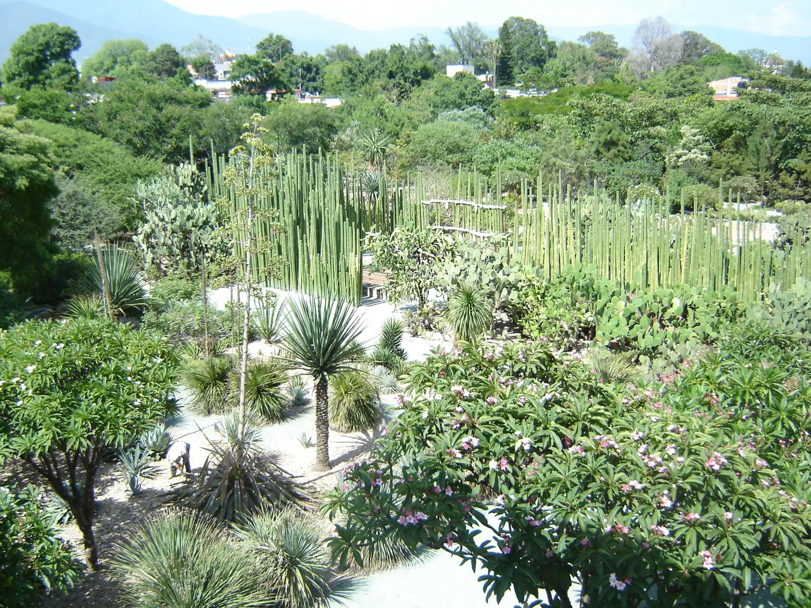 Jardín Etnobotánico de Oaxaca