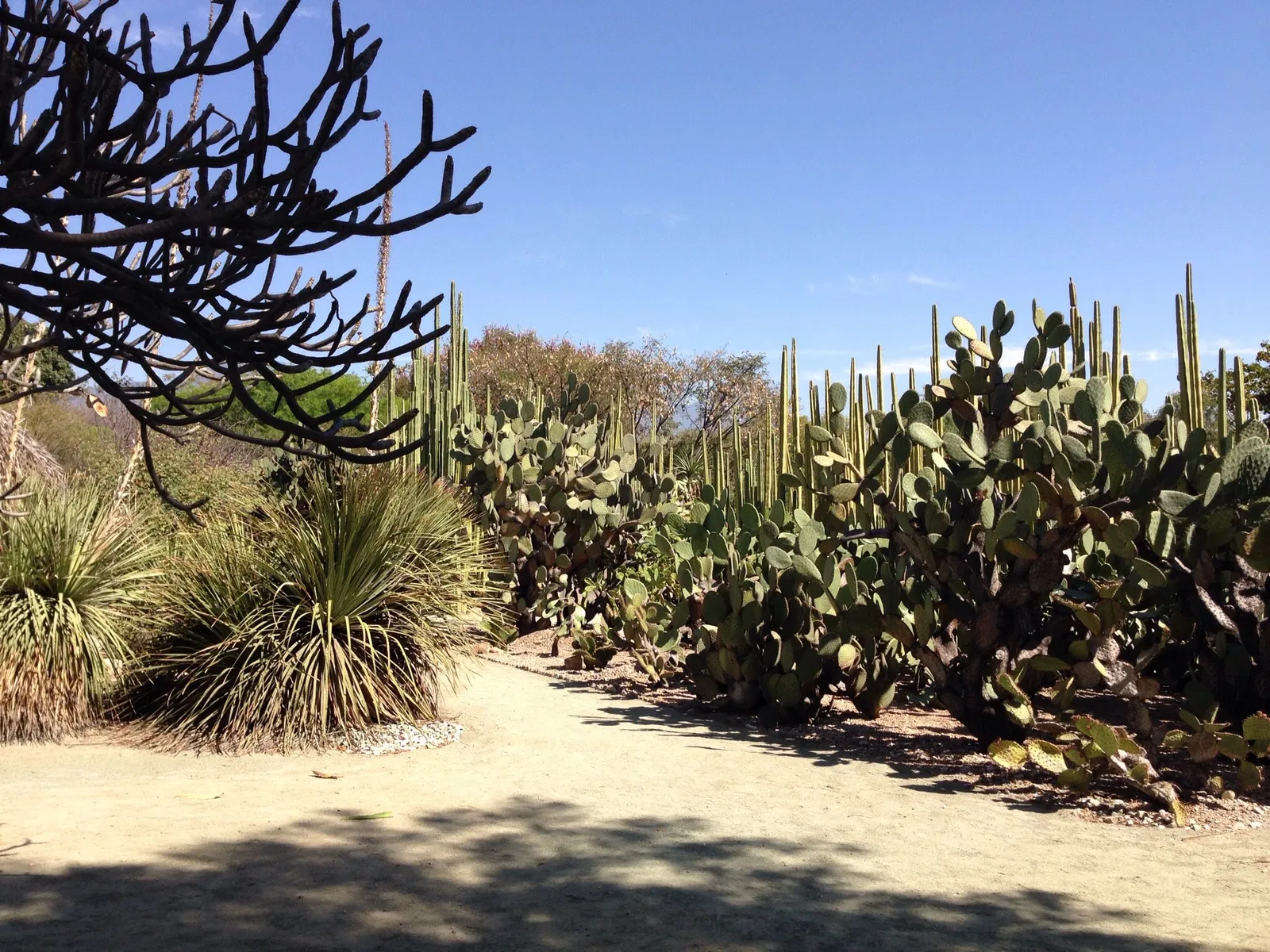 Ethnobotanical Garden