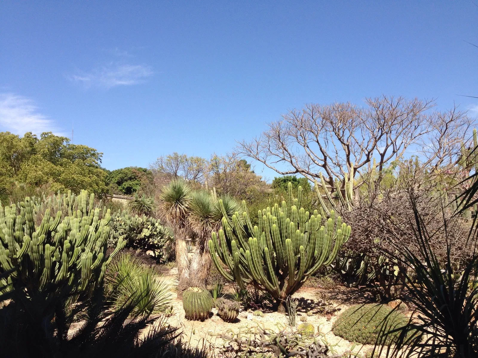 Ethnobotanical Garden