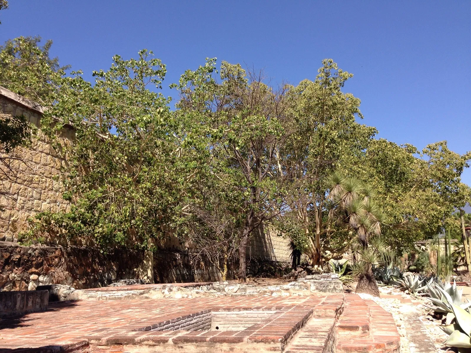 Ethnobotanical Garden