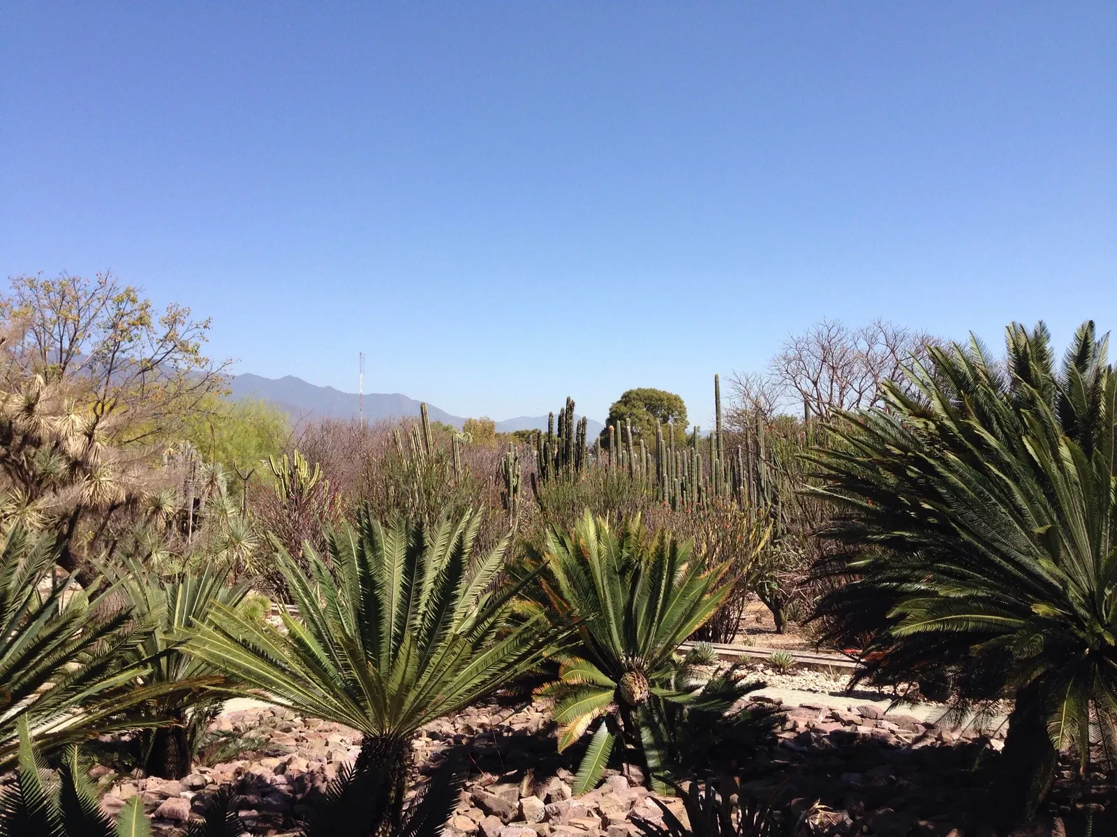 Jardín Etnobotánico de Oaxaca