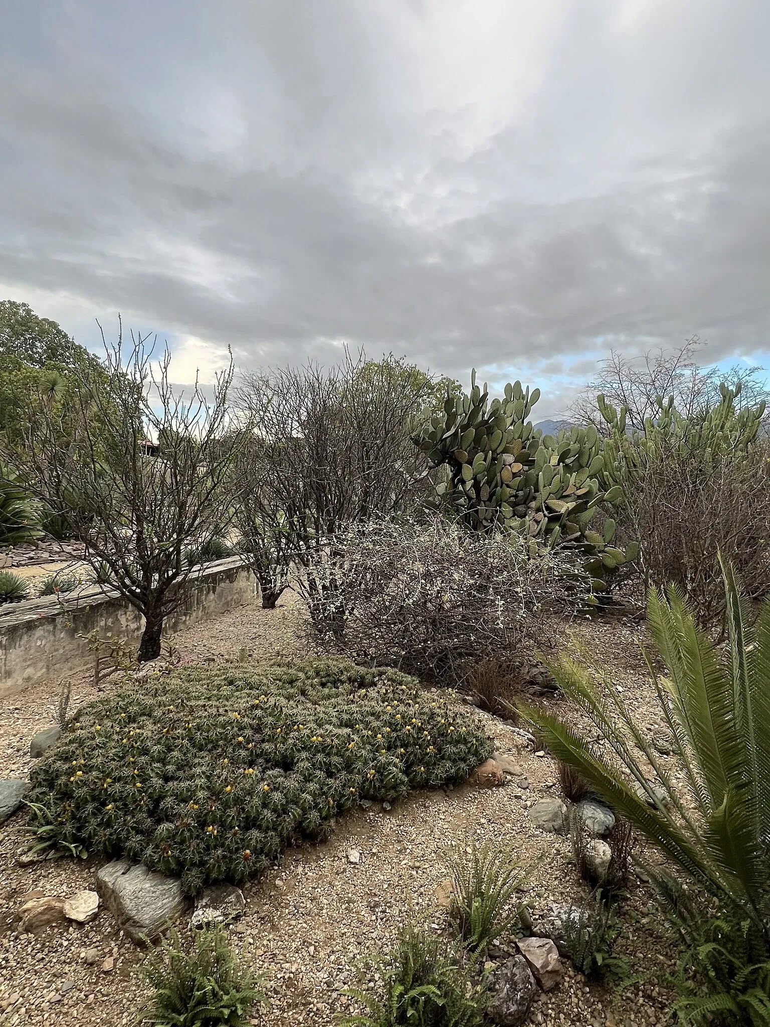 Jardín Etnobotánico de Oaxaca