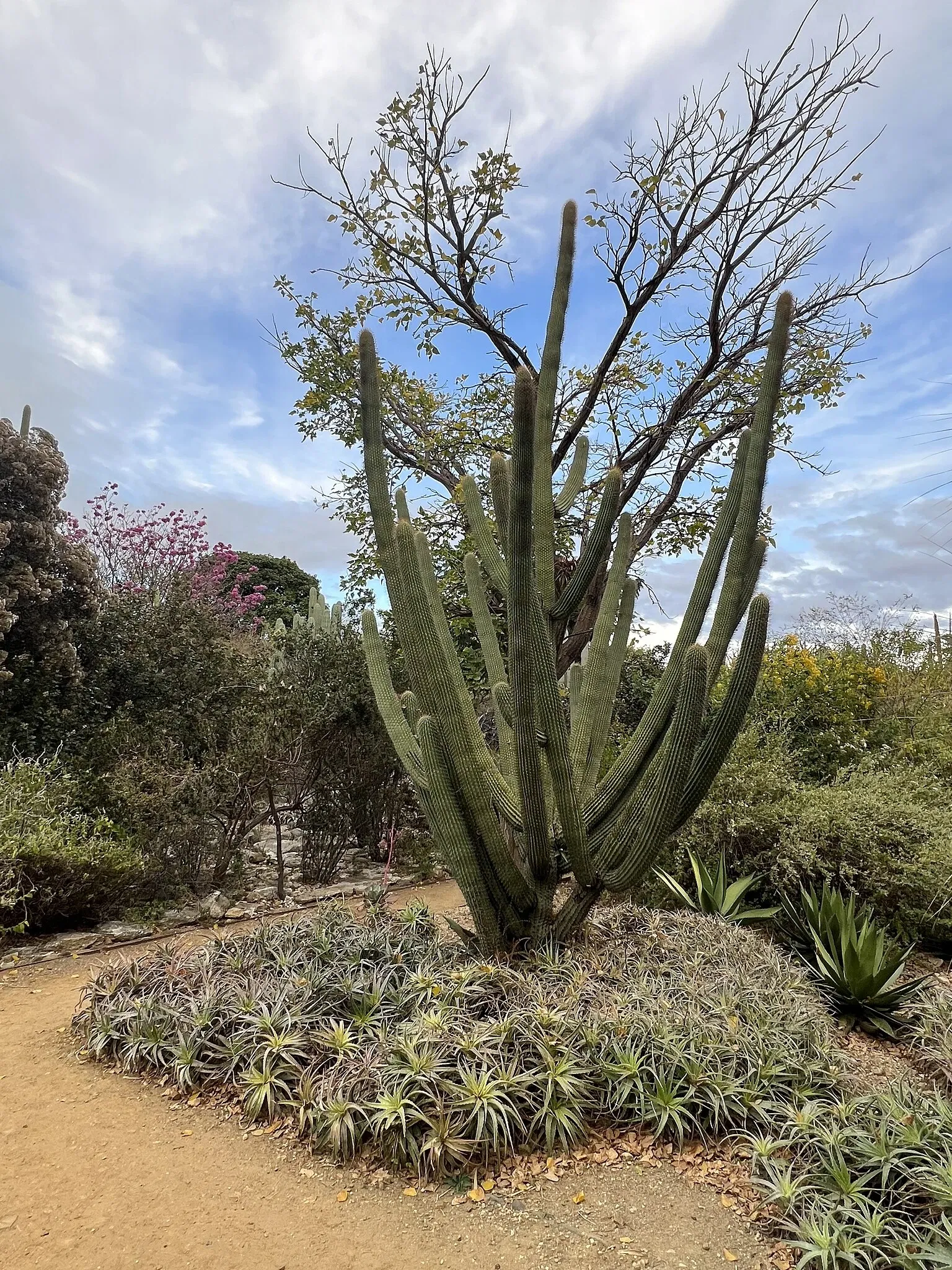 Ethnobotanical Garden