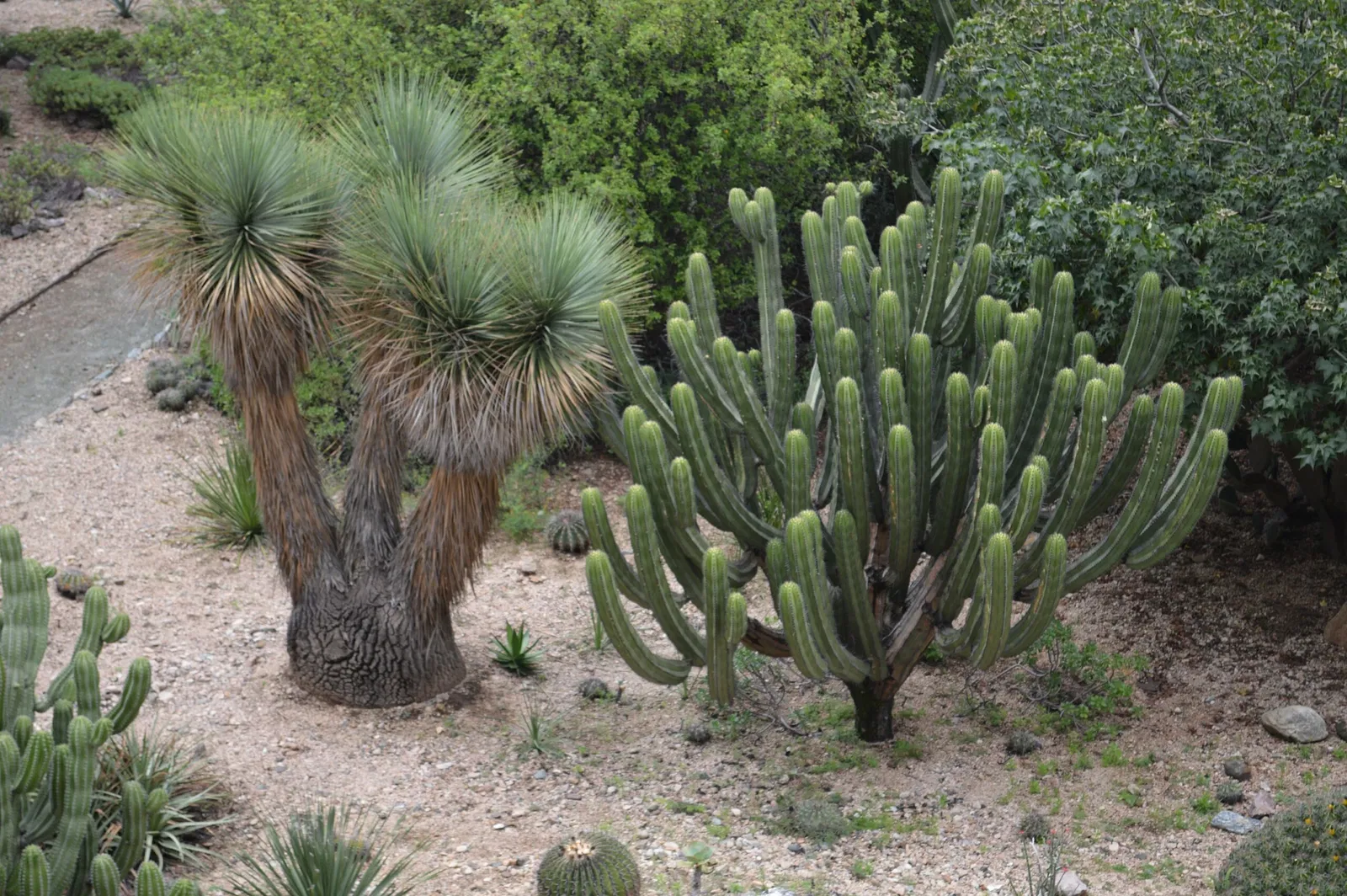 Jardín Etnobotánico de Oaxaca
