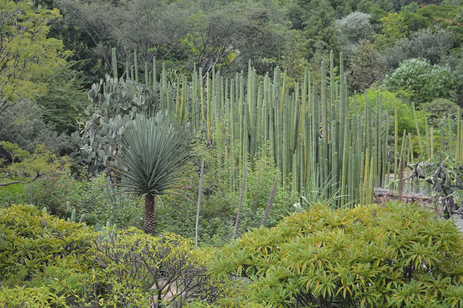 Ethnobotanical Garden