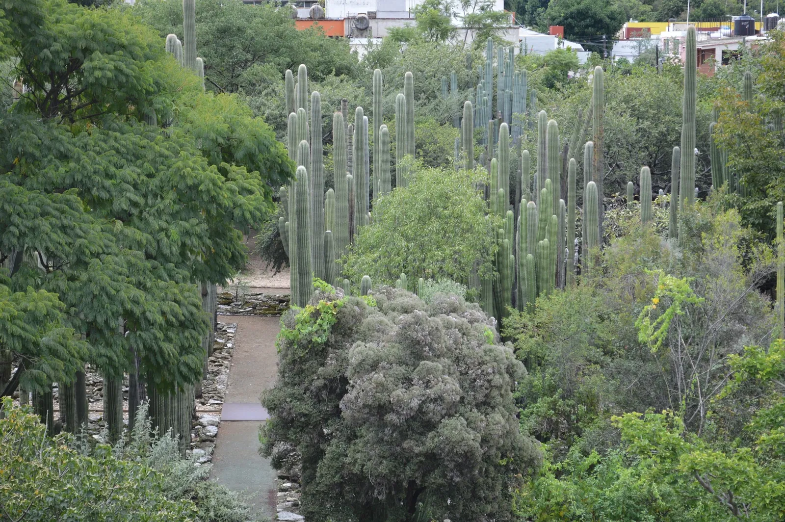 Jardín Etnobotánico de Oaxaca