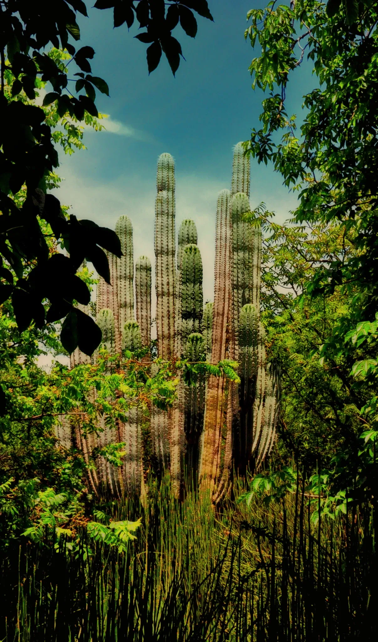 Ethnobotanical Garden