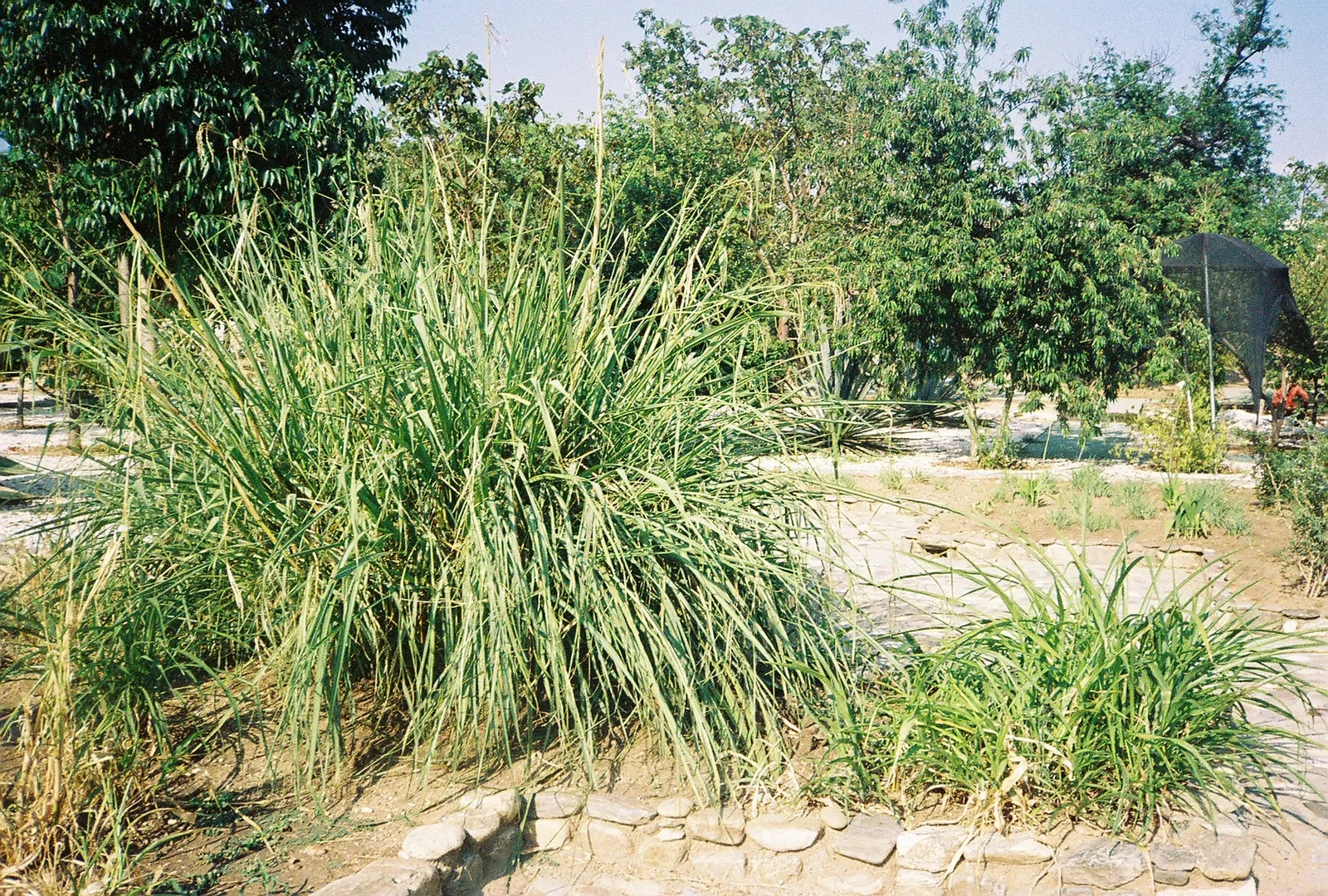 Jardín Etnobotánico de Oaxaca