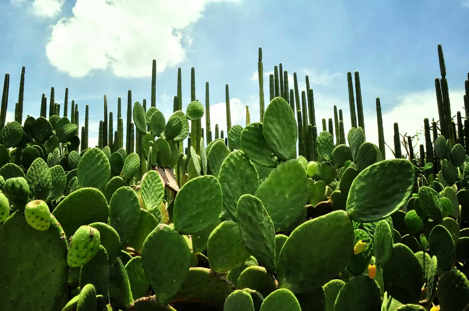 Jardín Etnobotánico de Oaxaca