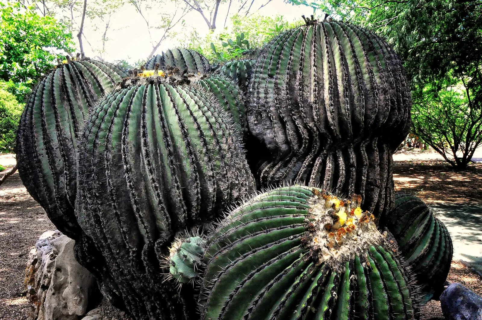 Jardín Etnobotánico de Oaxaca