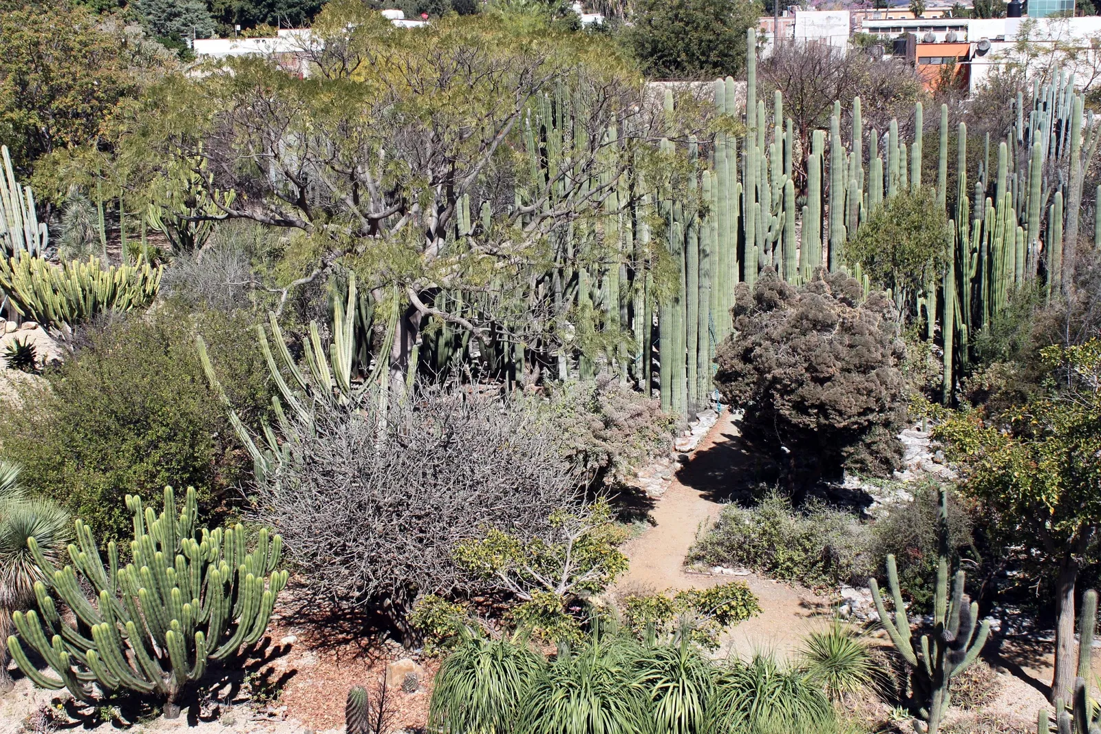 Ethnobotanical Garden