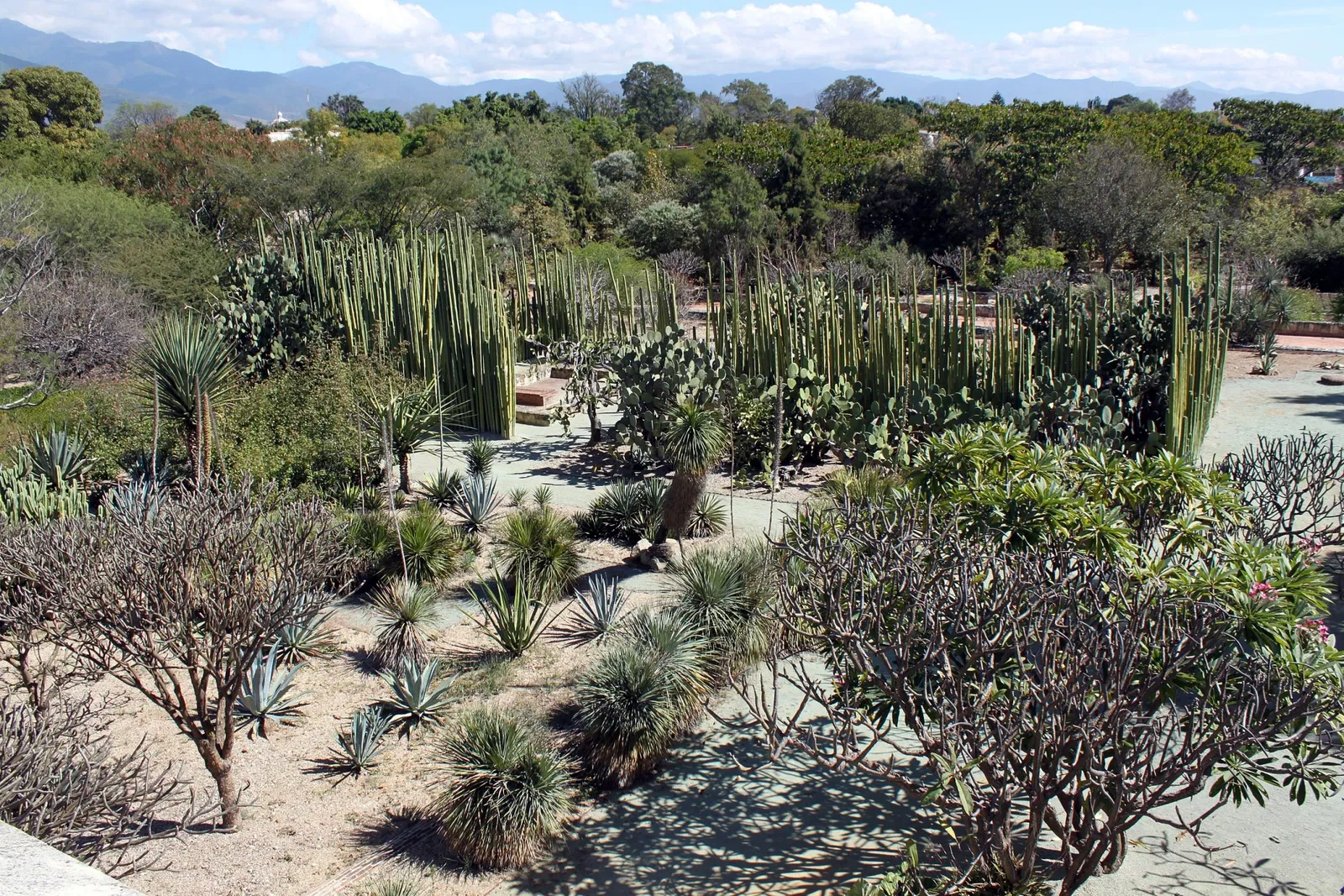 Ethnobotanical Garden