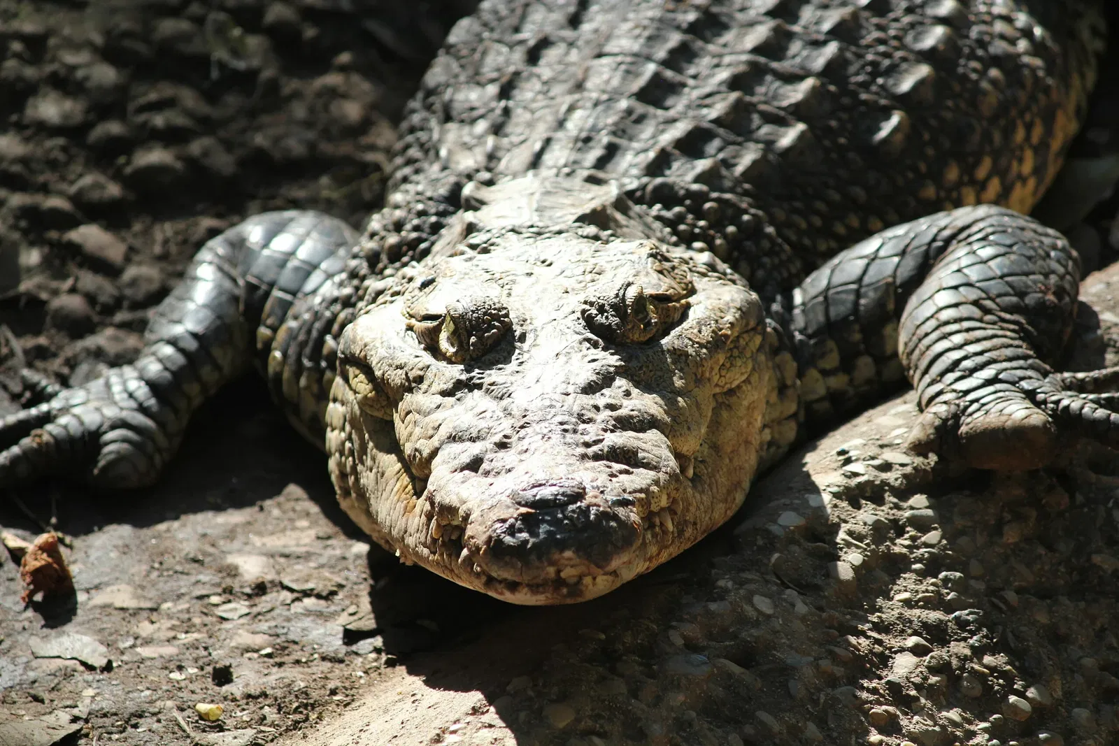 La Venta Museum-Park