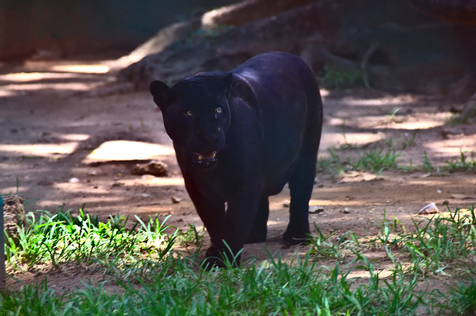 Parc-musée de la Venta