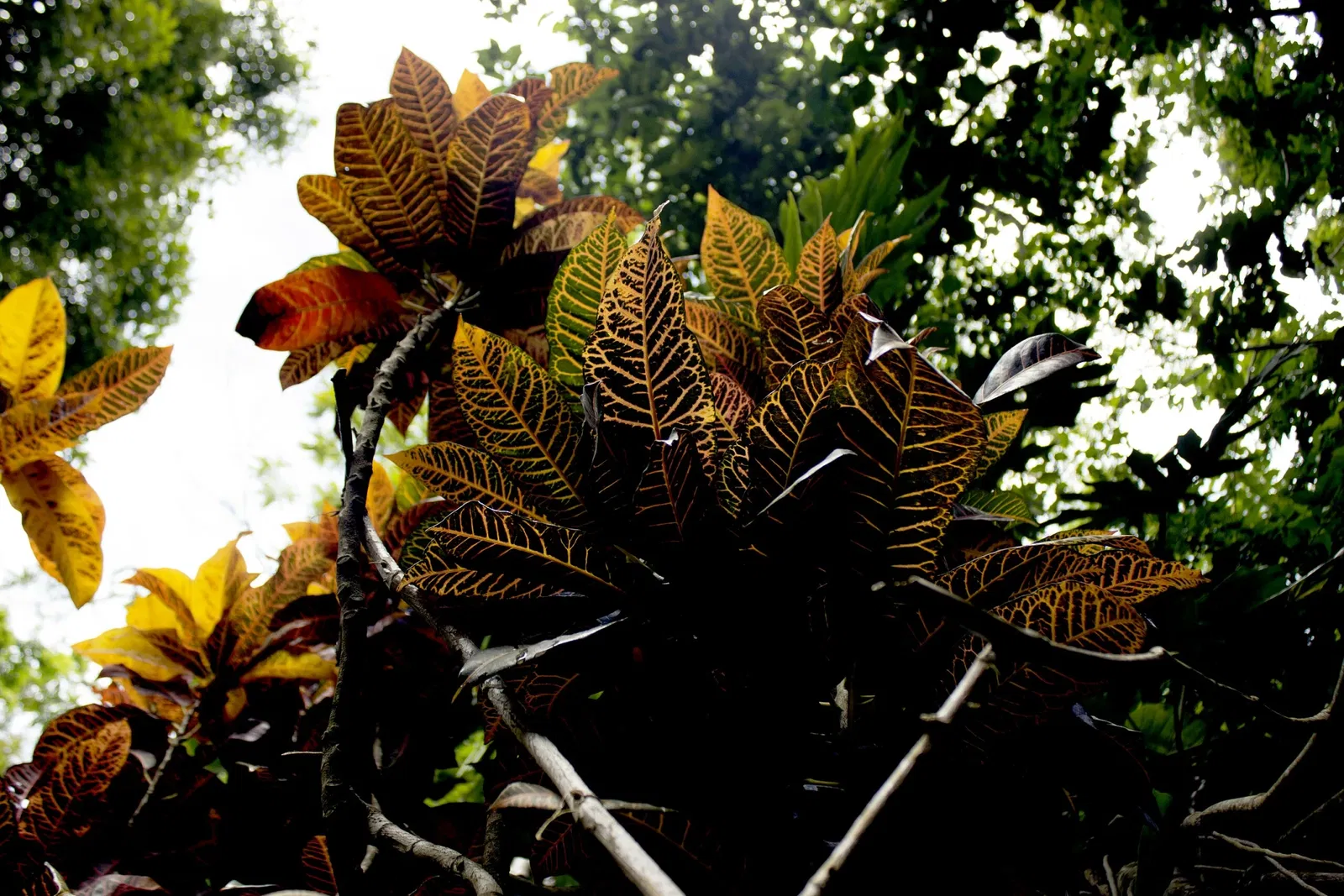 Zoológico Miguél Álvarez del Toro