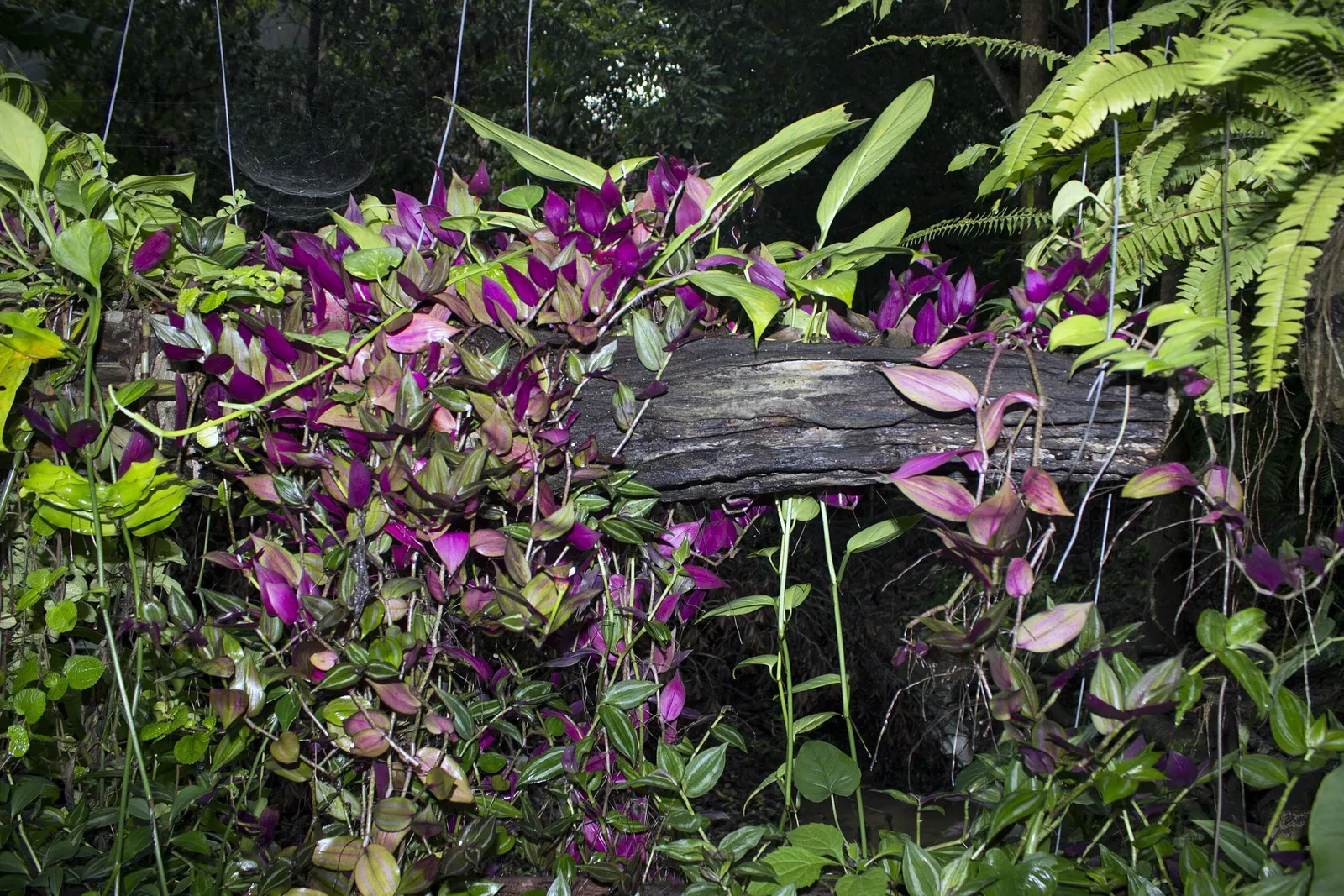 Zoológico Miguél Álvarez del Toro