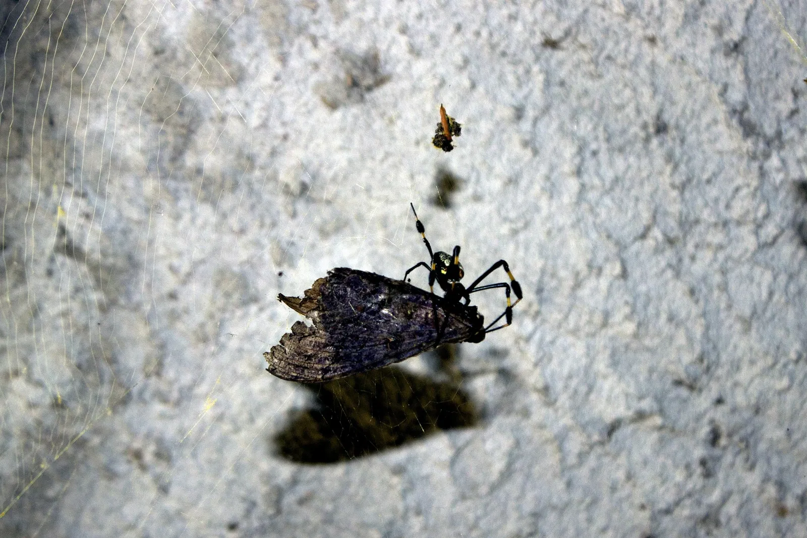 Zoológico Miguél Álvarez del Toro