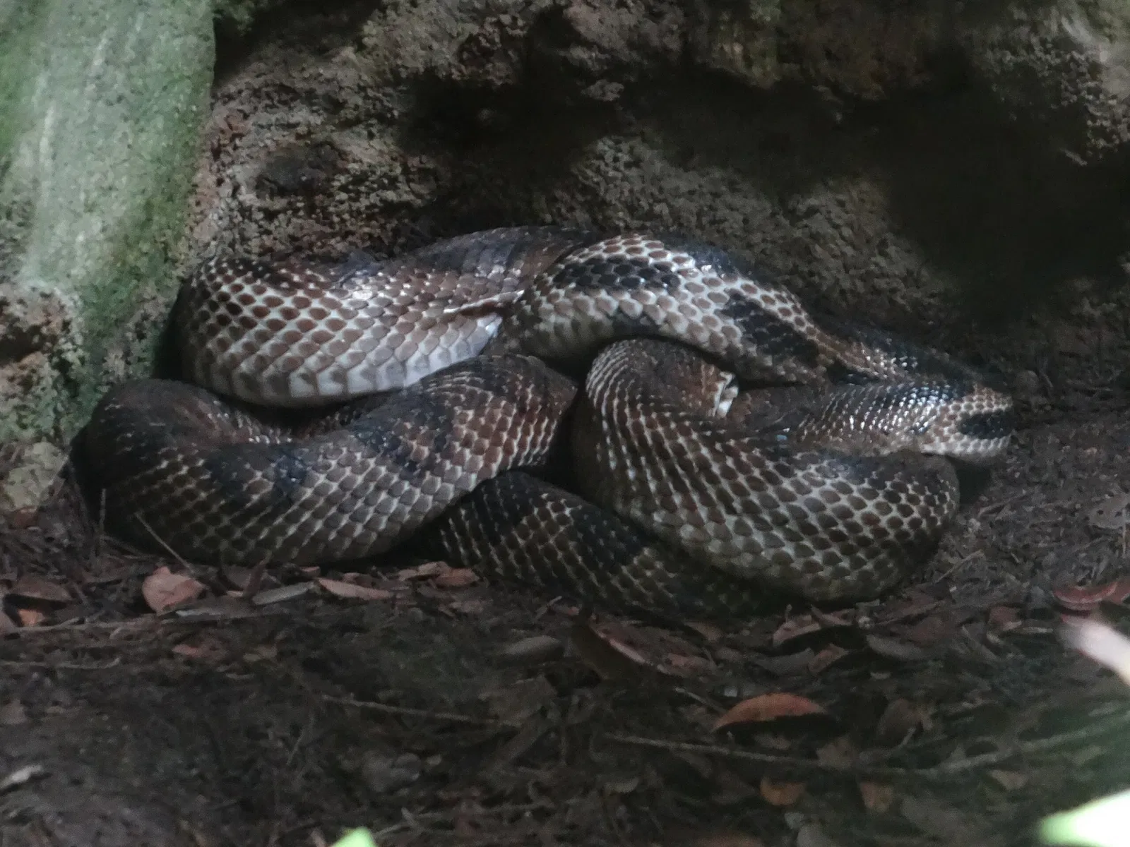 Zoológico Miguél Álvarez del Toro