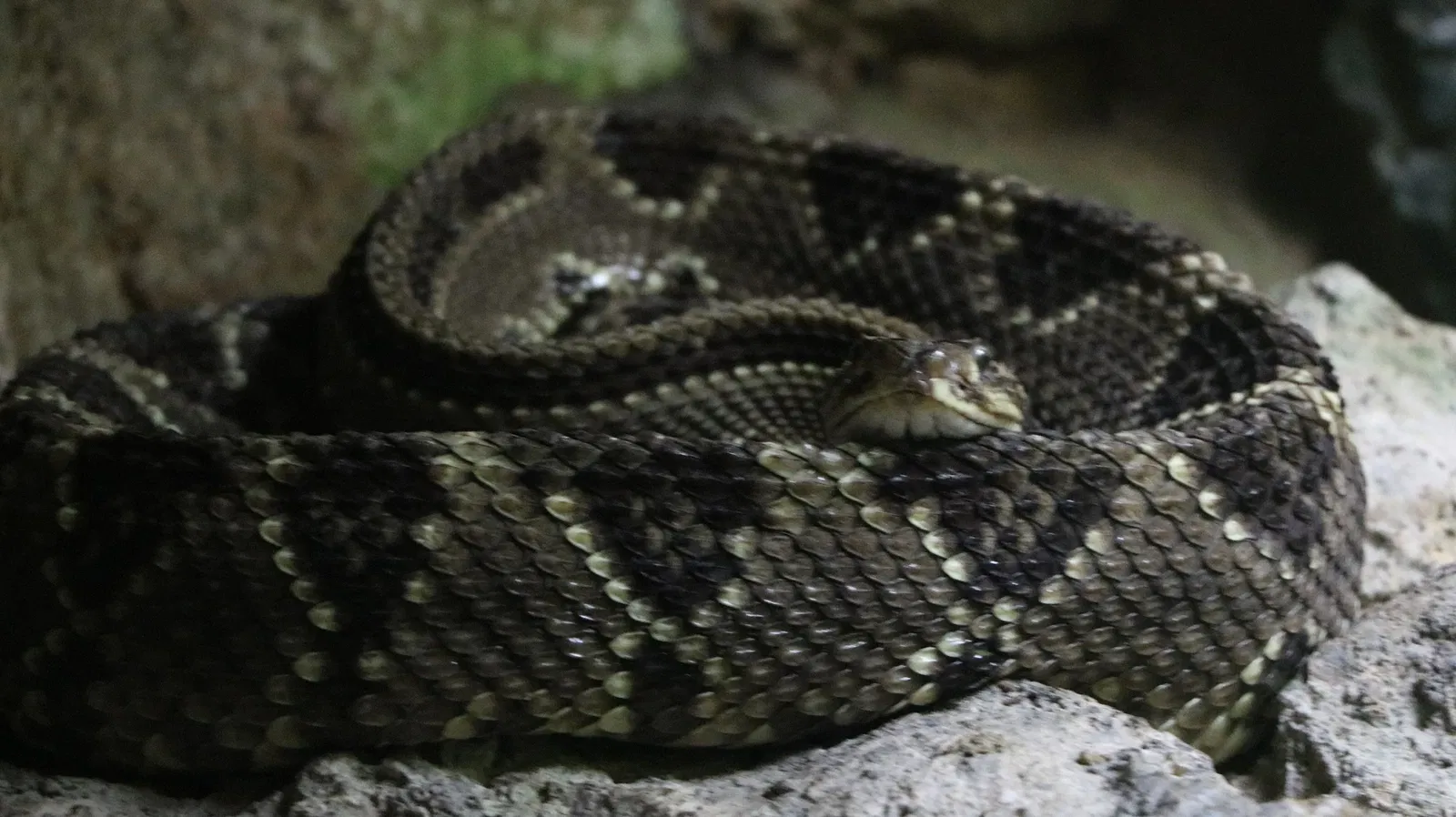Zoológico Miguél Álvarez del Toro