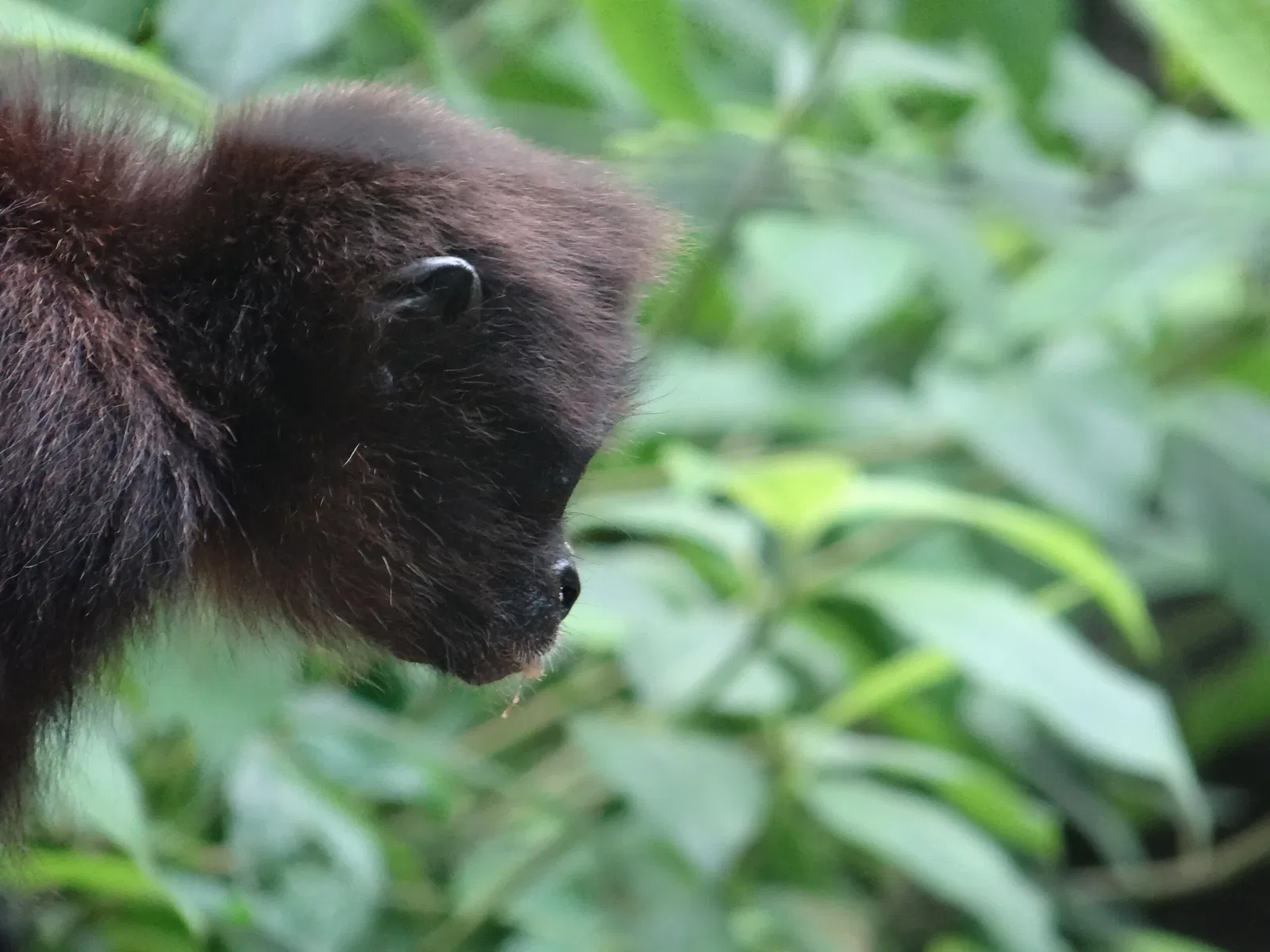 Zoológico Miguél Álvarez del Toro