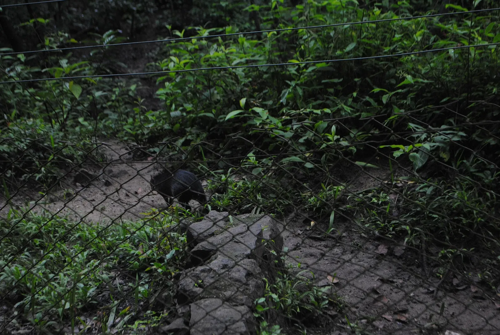 Zoológico Miguél Álvarez del Toro