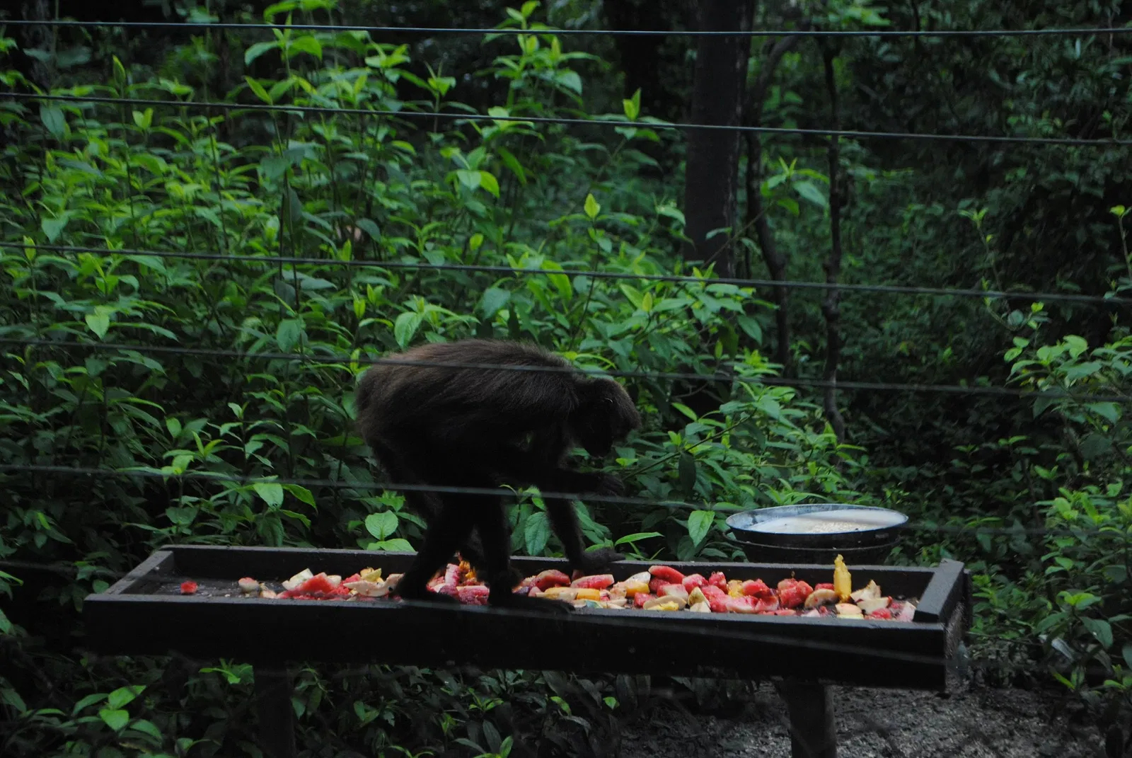 Zoológico Miguél Álvarez del Toro